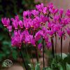Dodecatheon Red Wings